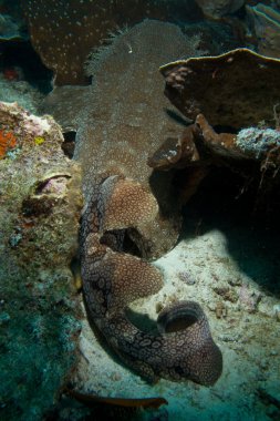 Wobbegong köpek balığı