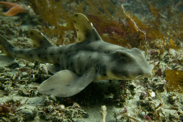 Boynuz köpekbalığı (Heterodontus francisci) — Stok fotoğraf