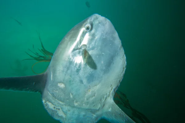 Ocean Sunfish (mola mola) — Stock Photo, Image