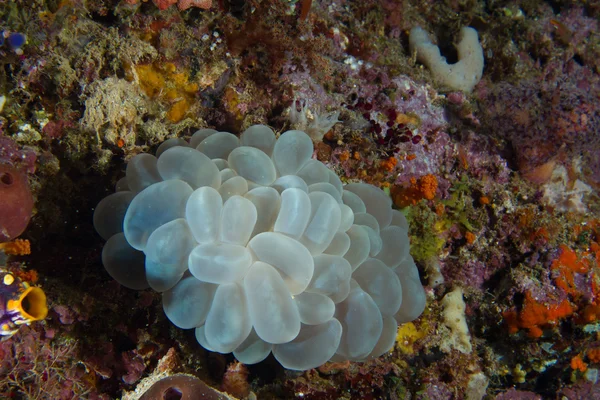 Пузырьковый коралл — стоковое фото
