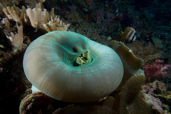 Kapalı deniz anemon — Stok fotoğraf