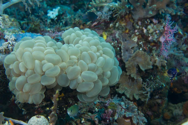 Великий міхур coral — стокове фото