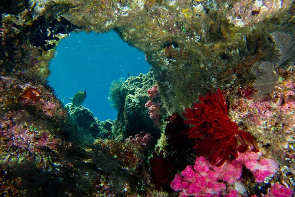 Рифовое окно — стоковое фото