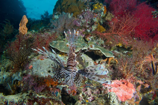 Lon fish reef — Stock Photo, Image