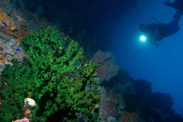 Taucher sieht eine grüne Koralle — Stockfoto