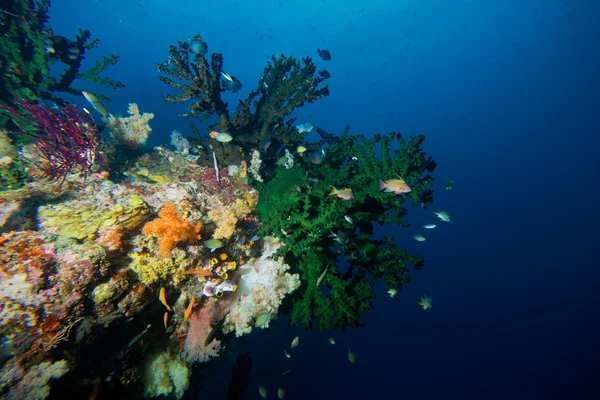 Candy store reef — Stockfoto