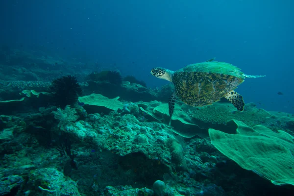 Tortuga marina — Foto de Stock