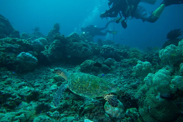 Tartaruga marinha com mergulhadores — Fotografia de Stock