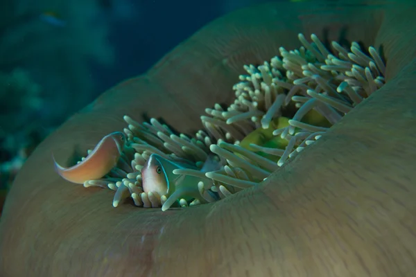 Рыба-клоун в морском анемоне — стоковое фото