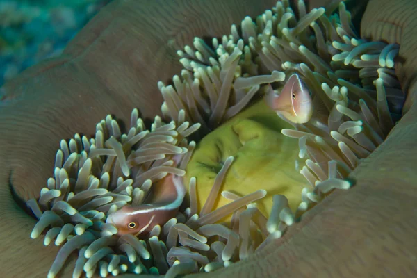 Clown ryb morski anemon — Zdjęcie stockowe