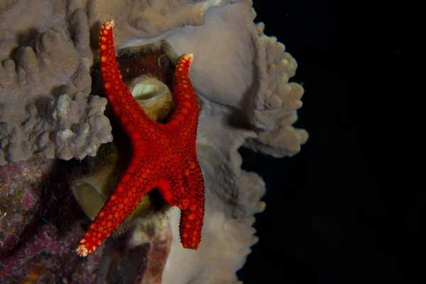 Red sea star — Stock fotografie