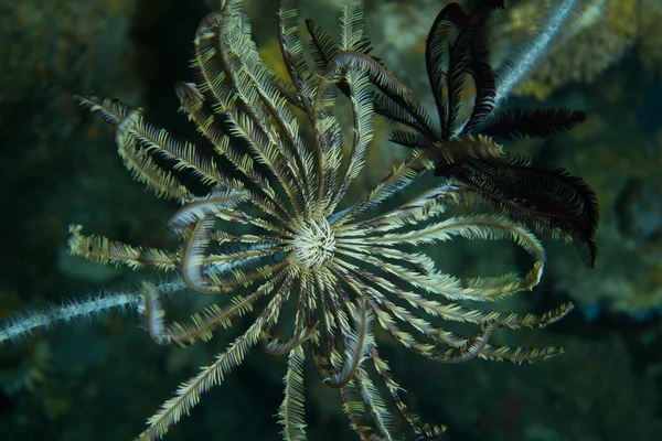 Reef hydroid - Stock-foto