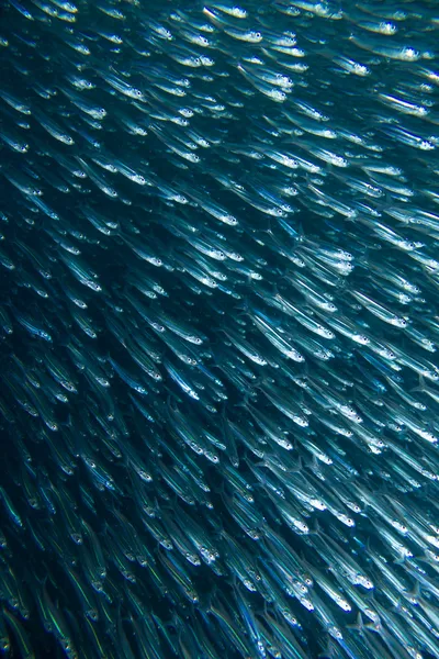 Köderfische laufen — Stockfoto