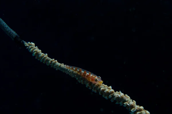 Coral látigo gobiokırbaç mercan kaya balığı — Stok fotoğraf