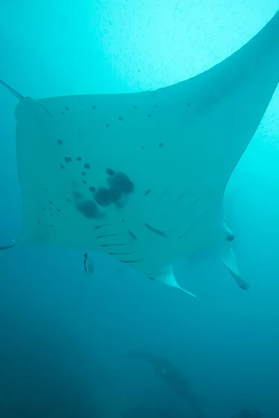 Manta ray overhead — Stockfoto