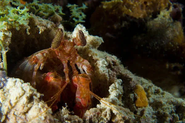 Mantis shrimp — Stock Photo, Image