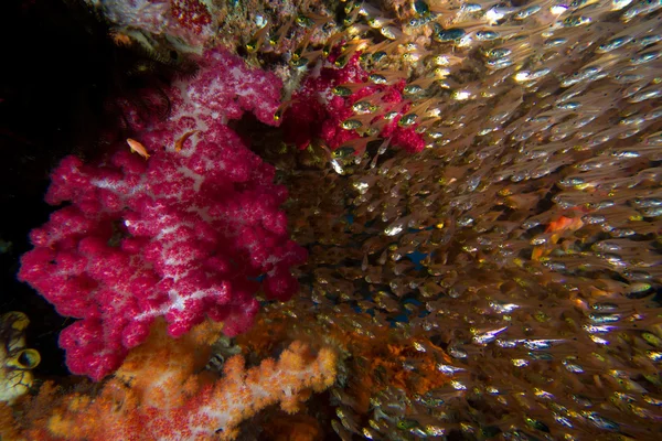 Skleněné ryby a měkké korály — Stock fotografie