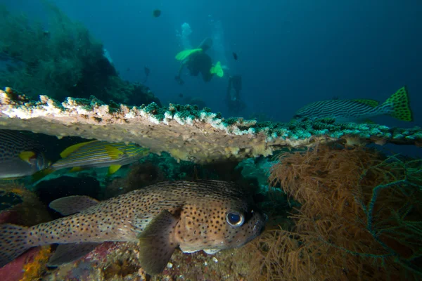Pufferfish en duiker — Stockfoto