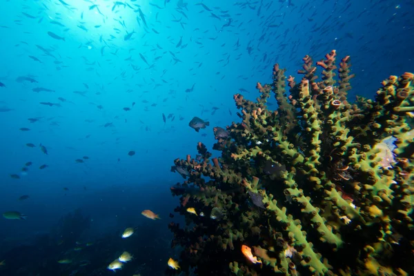 Escena del arrecife — Foto de Stock