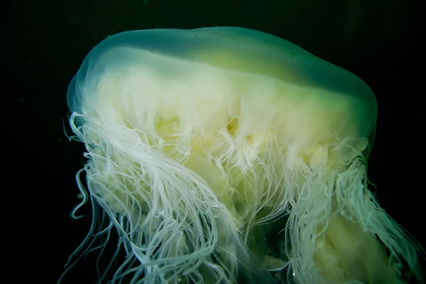 Kızarmış yumurta denizanası (Fhacellophora camtschatica) Stok Resim