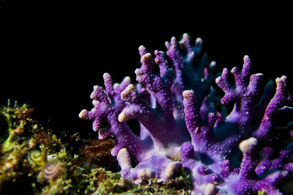 Фіолетовий гідрокорал ( Stylaster californicus ) Ліцензійні Стокові Зображення