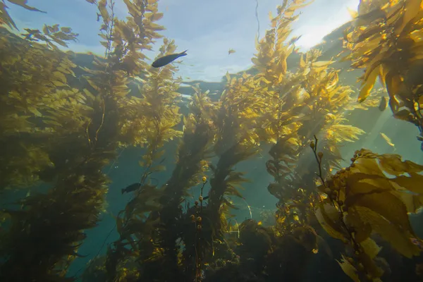 Jätten kelp skogen (Macrocystis pyrifera) Stockbild