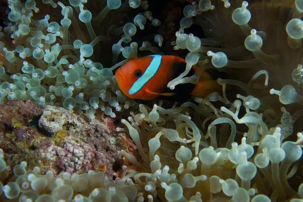 Clown vis in zee anemone Stockfoto