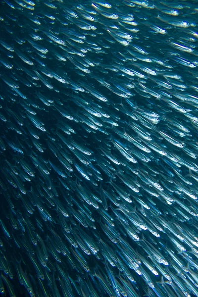 Рыба-приманка Стоковое Фото
