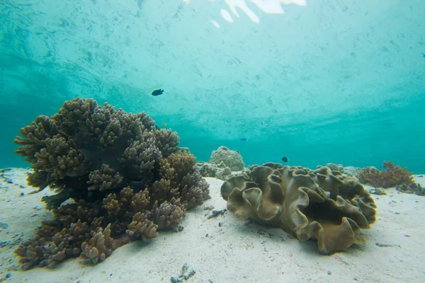 Reflexion des Korallenriffs Stockfoto