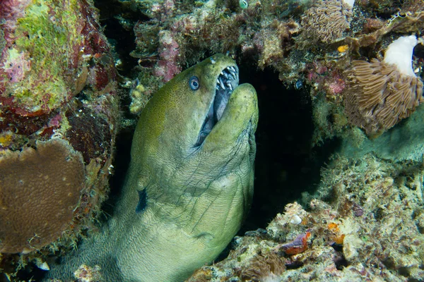 Moray anguila Fotos De Stock