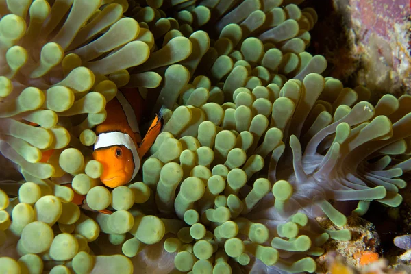 Clown fisk i gröna anemone Royaltyfria Stockfoton
