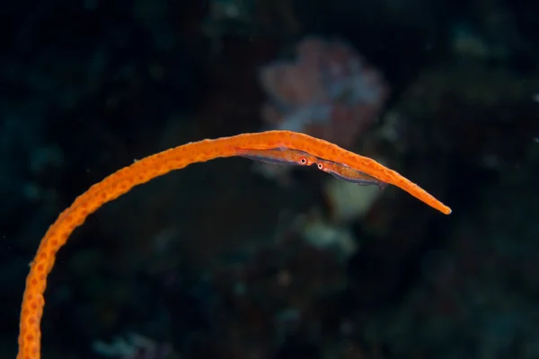 Mercan çift kırbaç — Stok fotoğraf