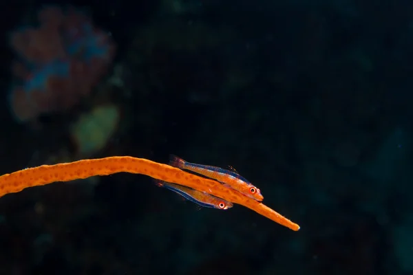 Goby couple on whip coral — Stock Photo, Image