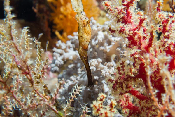 Ghost pipe fish — Stock Photo, Image