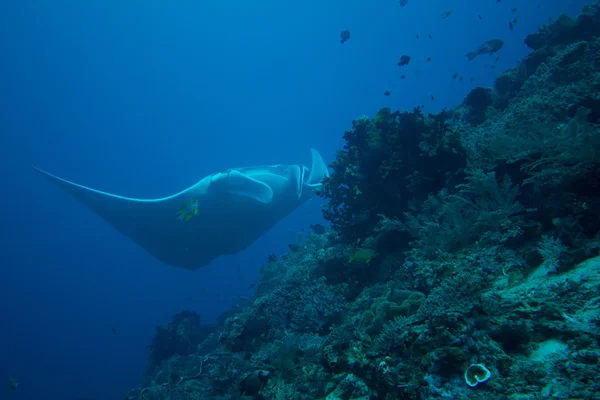 Raio manta gigante — Fotografia de Stock