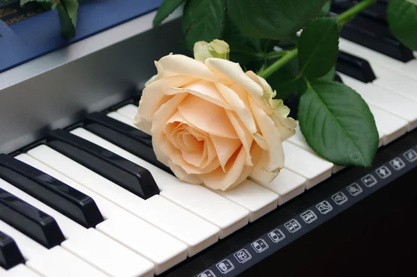 stock image Single rose on a piano