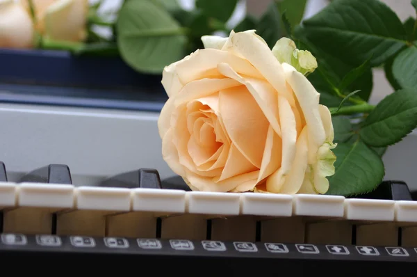 Single rose on a piano — Stock Photo, Image