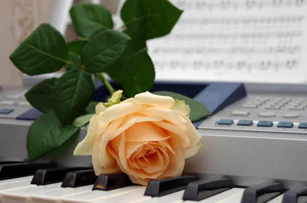 One rose on a piano