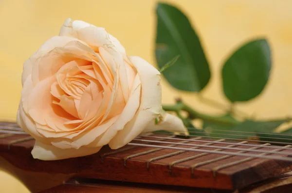 Τριαντάφυλλο σε μια κιθάρα — Φωτογραφία Αρχείου