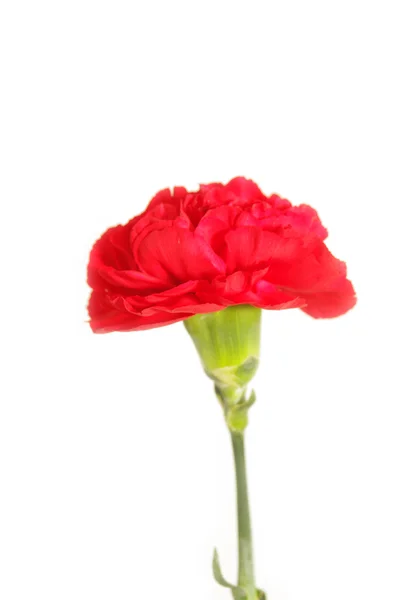 Red carnation on white background — Stock Photo, Image