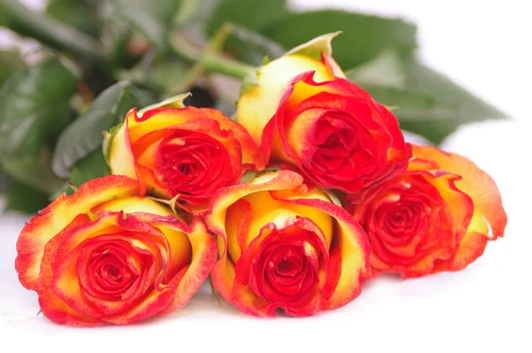 Cinco rosas isoladas em branco — Fotografia de Stock