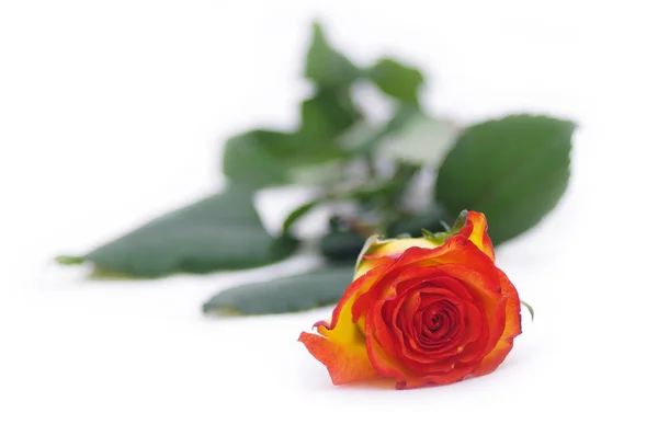 Rose isolated on white — Stock Photo, Image
