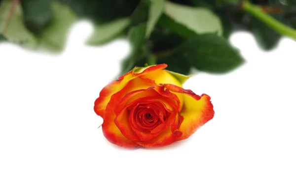 Una rosa aislada sobre un fondo blanco — Foto de Stock