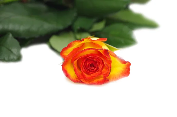 Uma rosa isolada sobre um fundo branco — Fotografia de Stock