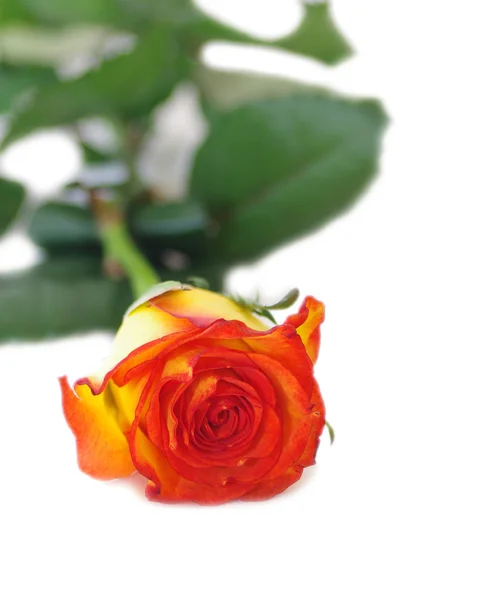 Una rosa aislada sobre un fondo blanco —  Fotos de Stock
