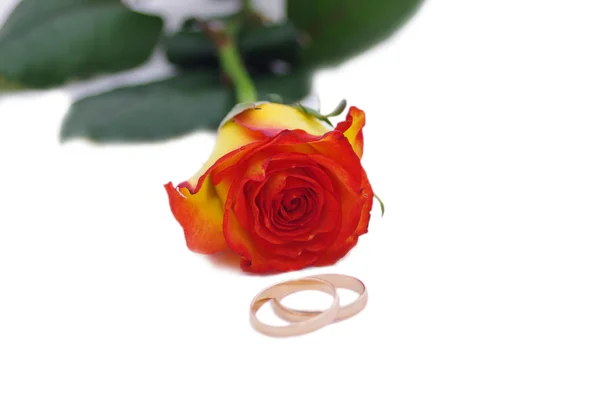 Eine Rose und Eheringe — Stockfoto