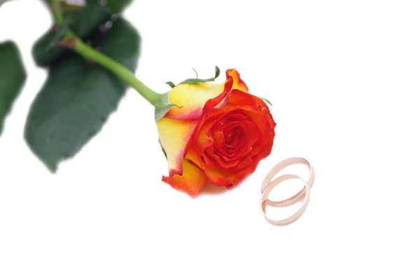 One rose and wedding rings — Stock Photo, Image