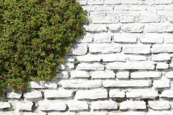 stock image White Stone Wall