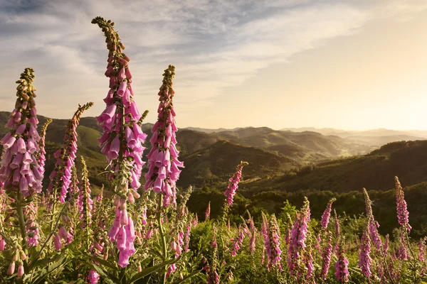 stock image Wild bells