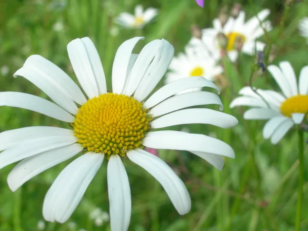 Stock image Chamomile on meadow